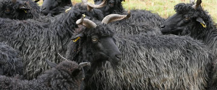 Böcke an der Tauritzmühle